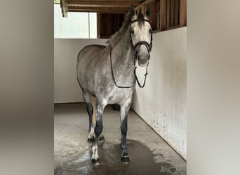Irish sport horse, Merrie, 7 Jaar, 164 cm, Schimmel