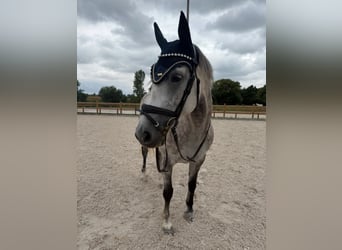 Irish sport horse, Merrie, 7 Jaar, 164 cm, Schimmel