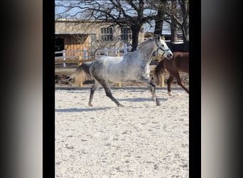 Irish sport horse, Merrie, 7 Jaar, 164 cm, Schimmel