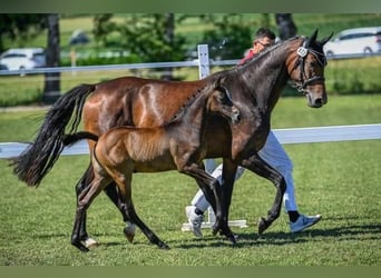 Irish sport horse, Merrie, 7 Jaar, 165 cm, Donkerbruin