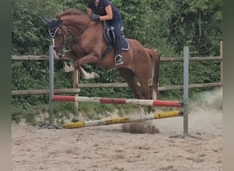 Irish Sport Horse, Stute, 7 Jahre, 165 cm, Dunkelfuchs