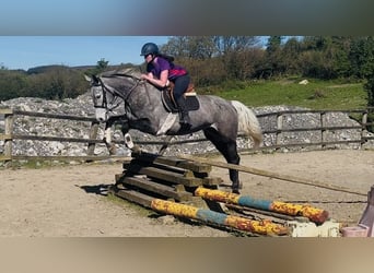 Irish sport horse, Merrie, 7 Jaar, 168 cm, Appelschimmel