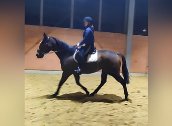 Irish sport horse, Merrie, 7 Jaar, 168 cm, Bruin