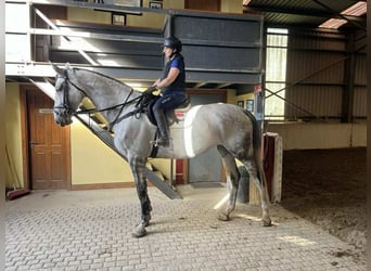 Irish sport horse, Merrie, 7 Jaar, 175 cm, Schimmel