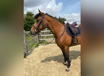 Irish sport horse, Merrie, 8 Jaar, 144 cm, Bruin