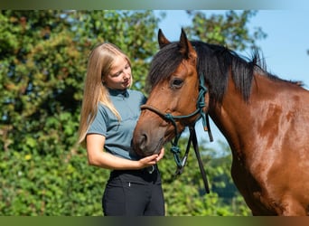 Irish sport horse, Merrie, 8 Jaar, 144 cm, Bruin