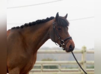 Irish sport horse, Merrie, 8 Jaar, 144 cm, Bruin