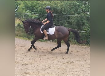 Irish sport horse, Merrie, 8 Jaar, 152 cm, Bruin
