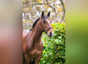 Irish sport horse, Merrie, 8 Jaar, 158 cm, Bruin