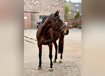 Irish sport horse, Merrie, 8 Jaar, 158 cm, Donkerbruin