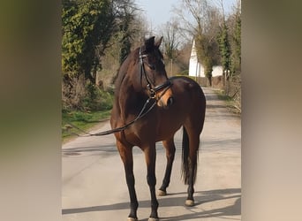 Irish sport horse, Merrie, 8 Jaar, 159 cm, Donkerbruin