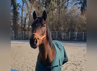Irish sport horse, Merrie, 8 Jaar, 162 cm, Bruin