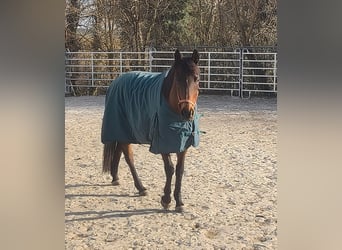 Irish sport horse, Merrie, 8 Jaar, 162 cm, Bruin