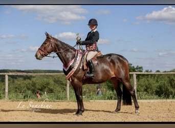 Irish sport horse, Merrie, 8 Jaar, 163 cm, Donkerbruin