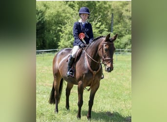 Irish sport horse, Merrie, 8 Jaar, 163 cm, Donkerbruin