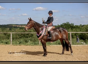 Irish sport horse, Merrie, 8 Jaar, 163 cm, Donkerbruin