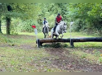 Irish sport horse, Merrie, 8 Jaar, 163 cm, Schimmel
