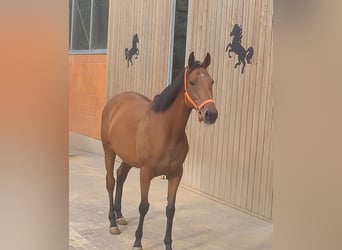 Irish sport horse, Merrie, 8 Jaar, 165 cm, Bruin