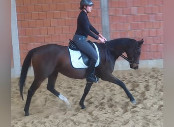 Irish sport horse, Merrie, 8 Jaar, 165 cm, Zwartbruin