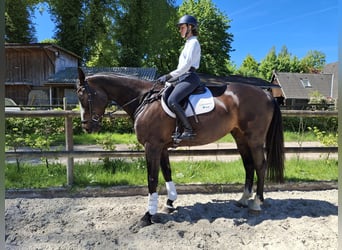 Irish sport horse, Merrie, 8 Jaar, 174 cm, Zwartbruin