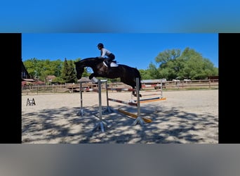 Irish sport horse, Merrie, 8 Jaar, 174 cm, Zwartbruin