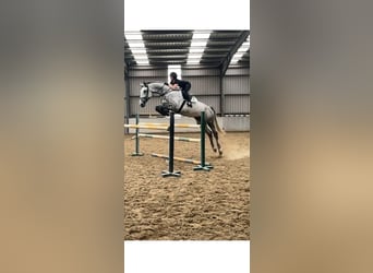 Irish sport horse, Merrie, 8 Jaar, 175 cm, Schimmel