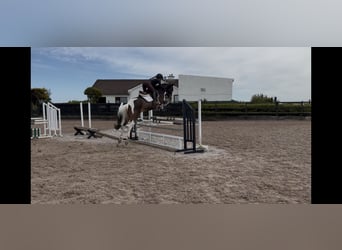 Irish sport horse, Merrie, 9 Jaar, 148 cm, Tovereo-alle-kleuren