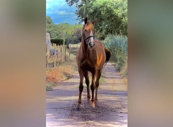 Irish sport horse, Merrie, 9 Jaar, 157 cm, Vos