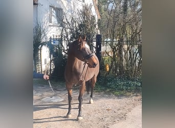 Irish sport horse, Merrie, 9 Jaar, 160 cm, Brauner