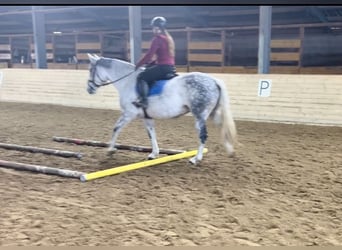 Irish sport horse, Merrie, 9 Jaar, 160 cm, Schimmel