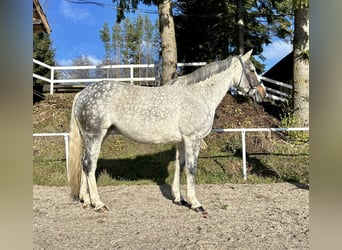 Irish sport horse, Merrie, 9 Jaar, 160 cm, Schimmel