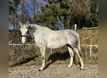 Irish sport horse, Merrie, 9 Jaar, 160 cm, Schimmel