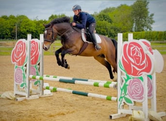 Irish sport horse, Merrie, 9 Jaar, 161 cm, Roodbruin