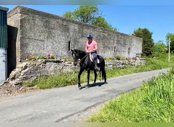 Irish sport horse Mix, Merrie, 9 Jaar, 163 cm, Donkerbruin