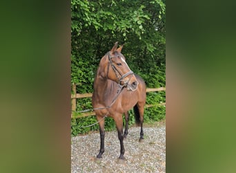 Irish sport horse, Merrie, 9 Jaar, 163 cm, Donkerbruin