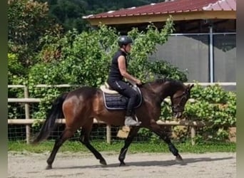 Irish sport horse, Merrie, 9 Jaar, 163 cm, Donkerbruin