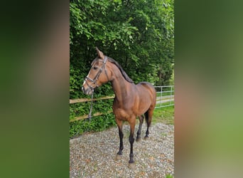 Irish sport horse, Merrie, 9 Jaar, 163 cm, Donkerbruin