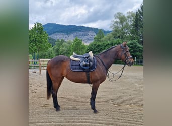 Irish sport horse, Merrie, 9 Jaar, 163 cm, Donkerbruin