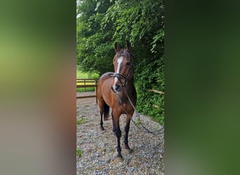 Irish sport horse, Merrie, 9 Jaar, 163 cm, Donkerbruin