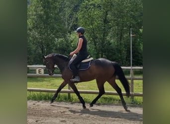 Irish sport horse, Merrie, 9 Jaar, 163 cm, Donkerbruin