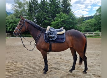 Irish sport horse, Merrie, 9 Jaar, 163 cm, Donkerbruin