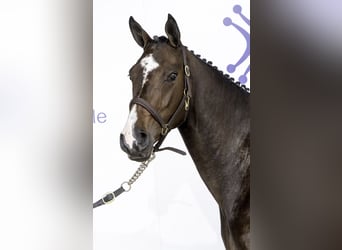 Irish sport horse, Merrie, 9 Jaar, 164 cm, Bruin