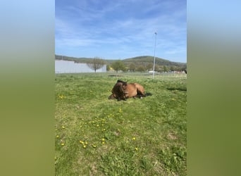 Irish sport horse, Merrie, 9 Jaar, 165 cm, Roan-Bay