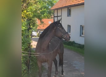Irish sport horse, Merrie, 9 Jaar, Zwartbruin