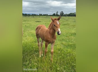 Irish sport horse, Merrie, Veulen (04/2025), 165 cm, Donkere-vos