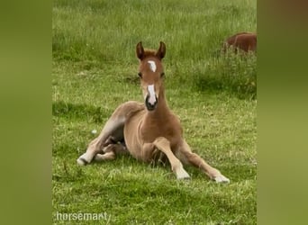 Irish sport horse, Merrie, Veulen (04/2025), 165 cm, Donkere-vos