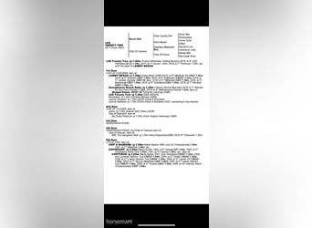 Irish sport horse, Merrie, Veulen (04/2025), 165 cm, Donkere-vos