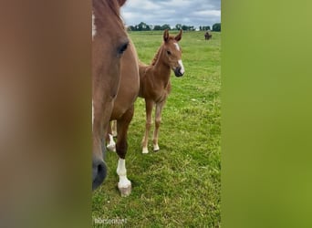 Irish sport horse, Merrie, Veulen (04/2025), 165 cm, Donkere-vos