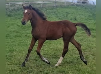 Irish sport horse, Merrie, Veulen (05/2025), 166 cm, Roodbruin