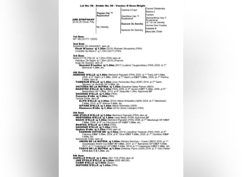 Irish sport horse, Merrie, Veulen (04/2025), 169 cm, Donkere-vos